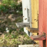 Včely na konci března - foto Libor Školoud