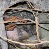 Ježek s mláďaty na ostrůvku jezírka v dolní 
                části arboreta v boudě pro kačeny - foto: Vojtěch Alušík