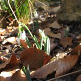 Sněženka podsněžník (Galanthus nivalis) - 5. února 2014