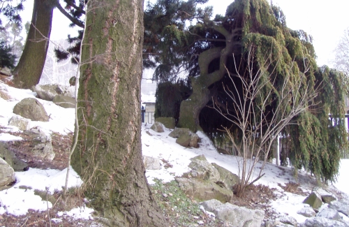 Jedlovec kanadsk - pevisl forma - na skalce u bonho vchodu do arboreta